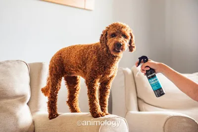 Produktbild von Animology Puppy Fresh Refreshing Spray