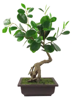 Immagine prodotto di Albero bonsai artificiale con foglie.