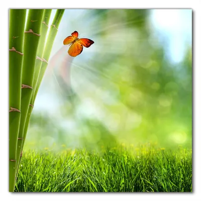 Produktbild von Wallario selbstklebende Möbelfolie/ Tischdecke für Innen und Außen, Größe: 50 x 50 cm - Schmetterling im Grünen mit Bambus