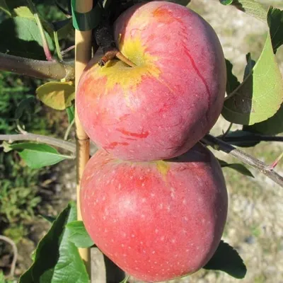 Produktbild von Florina, schorfresistenter Winterapfel Halbstamm ca. 150-170 cm, Veredelungsunterlage MM111