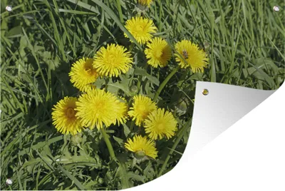 Produktbild von MuchoWow® 120x80 cm Outdoor-Poster Gartendeko Sichtschutz Garten Poster für den Garten  Löwenzahn - Gras - Frühling