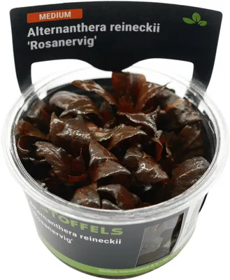 Produktbild von Stoffels Alternanthera reineckii 'Rosanervig' in-vitro