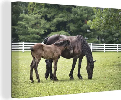 Produktbild von OneMillionCanvasses® - Leinwandbilder - 140x90 cm, Pferde - Gras - Baum, Wandbilder Kunstdruck Wanddekoration