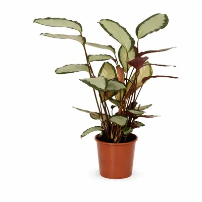 Immagine prodotto di Calathea picturata 'Argentea' ca. 40 cm – Calathea argentata, pianta da appartamento adatta agli animali domestici con foglie decorative