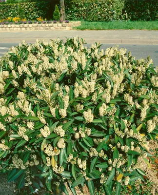 Produktbild von Prunus laurocerasus 'Zabeliana', Kirschlorbeer, immergrün, 40–60 cm