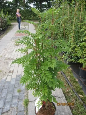 Produktbild von Sorbus aucuparia Autumn Spire (R) - Herbst-Eberesche Autumn Spire (R)