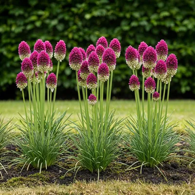 Immagine prodotto di Bulbi da fiore Exotenherz - Porro ornamentale Allium Sphaerocephalon (100 pezzi) - Diametro 5-6cm