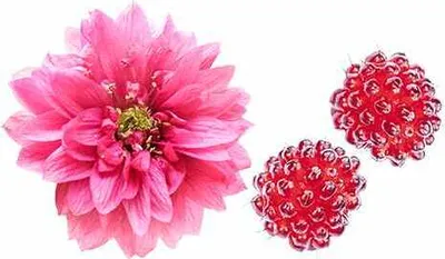 Obrázek produktu pro Rubus spectabilis Olympic Double 30-35 cm - ostružiník růžový