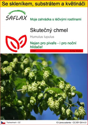 Obrázek produktu pro SAFLAX Kultivační sada - skutečný chmel - Humulus lupulus - 50 Semena - S mini skleníkem, pěstebním substrátem a 2 květináči