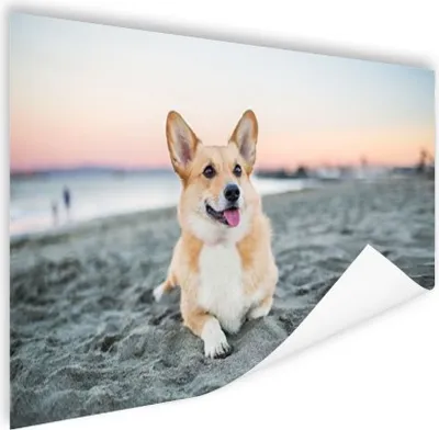 Produktbild von MuchoWow® Poster Hund am Strand 180x120 cm - Fotoplakat