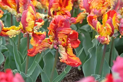 Image de 10 bulbes de tulipes « Rasta Parrot » – des tulipes aux couleurs exotiques – fleurs printanières pour le jardin et le balcon – vivaces et résistantes au froid