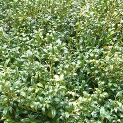 Immagine prodotto di 2 x Schleimbeere dell'Himalaya - Sarcococca hookeriana | 20-25 cm in contenitore