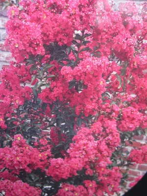 Produktbild von Lagerstroemia Indica Tuskegee - Kräuselmyrte Tuskegee - 40-60cm