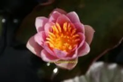 Produktbild von 1 ZWERGSEEROSE der Sorte Pygmaea Rubra, rote Blüte