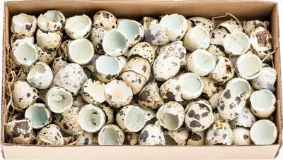 Produktbild von Wachteleier Schlupfschalen 1 Box