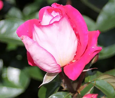 Produktbild von Dehner Rose Beetrose Heimatmelodie®, Züchter Tantau, pink-weiße Blüten, nicht duftend, 15-30 cm, Topfware