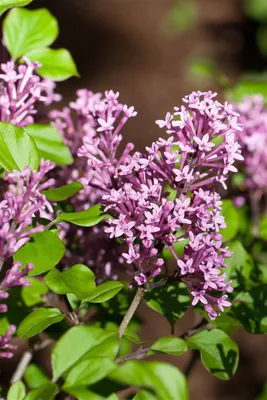 Produktbild von Syringa meyeri 'Palibin', Zwergflieder, lila, 60–80 cm