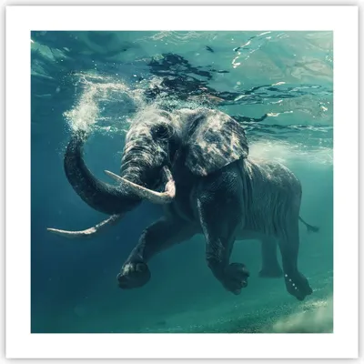 Produktbild von Poster - Poster ohne Rahmen - Elefant Tier Wasser - 50x50 cm - Wand Bild - Wanddeko - Wandbilder - Kunstposter - Wandposter - Bilder - Kunstdruck - Wanddekoration - Wandbild - P2XAC50x50-3944