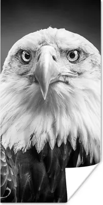 Produktbild von MuchoWow® Poster Adler - Raubvogel - Schwarz - Weiß - Tiere 80x160 cm - Kinderzimmer