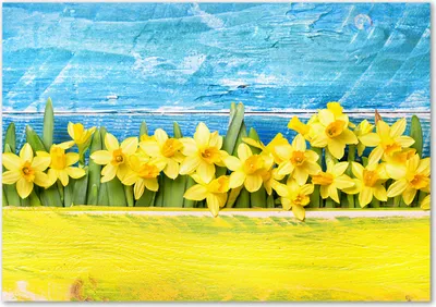 Produktbild von Tulup® Glas-Bild - 100 x 70 - Wandbild aus Glas - Wandkunst - Wandbild hinter gehärtetem Sicherheitsglas - Blumen & Pflanzen - Narzissen - Gelb