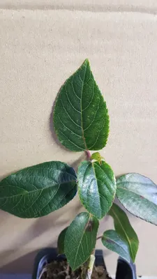 Image de Aristotelia chilensis 'Femelle' / Macqui du Chili