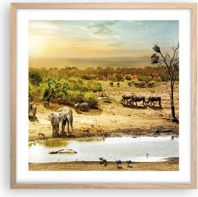 Produktbild von Gerahmtes Poster - Rahmen in heller Eiche - Safari Tiere - 50x50 cm - Wand Bild - Wanddeko - Wandbilder - Kunstposter - Wandposter - Bilderrahmen - Bilder - Kunstdruck - Wandbild - P2NAC50x50-3880
