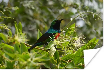Produktbild von MuchoWow® Poster Vogel zwischen den Blättern im Dschungel 90x60 cm - Schlafzimmer