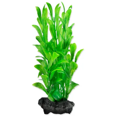 Obrázek produktu pro Rostlina Hygrophila S 1 ks