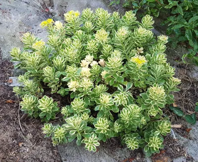 Image de Sedum takesimense 'Atlantis'® / Orpin panaché à fleur jaune