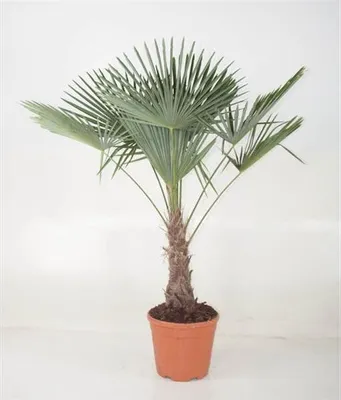 Produktbild von XXL winterharte Palme Hanfpalme 160-220 cm -18 °C Trachycarpus Fortunei