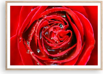 Produktbild von Gerahmtes Poster - Rahmen in heller Eiche - Rose Blume Blütenblätter Tau - 100x70 cm - Wand Bild - Wanddeko - Wandbilder - Wandposter - Bilderrahmen - Bilder - Kunstdruck - Wandbild - P2NAA100x70-1518