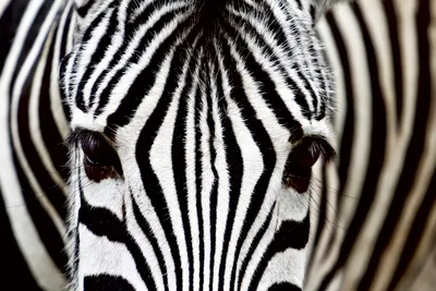 Produktbild von Fototapete - Zebra 375x250cm - Vliestapete