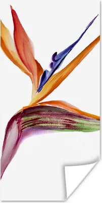 Produktbild von MuchoWow® Poster Strelitzia - Aquarell - Blumen 40x80 cm - Dekoration