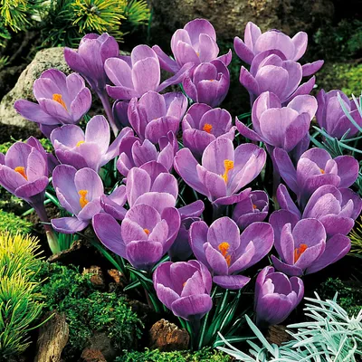 Obrázok produktu pre Kvetinové cibuľky Cibuľky Crocus Veľkokvetý Crocus Grand Maitre 10 ks.
