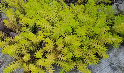 Image de Sedum reflexum 'Angelina' / Orpin des rochers jaune