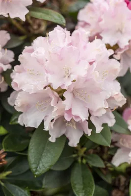 Produktbild von Rhododendron yakushimanum 'Schneekrone', weiß, 25–30 cm