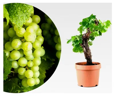 Produktbild von Vitis Vinifera Weinrebe in Bonsai-Form – Pflegeleichte Indoor- und Outdoor-Pflanze – Dekorative und langlebige Pflanze für Haus und Garten (Ø12cm Topf)