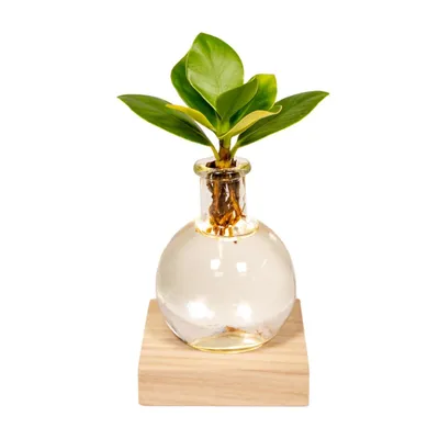 Produktbild von Clusia In Samoa Glas Met Led Verlichting - 10Cm - Ø4