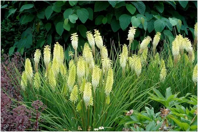 Produktbild von Stauden Gänge 1 x Kniphofia ‘Pineapple Popsicle’ - Fackellilie Gelb - Tropisches Flair, das den Garten verzaubert - Dauerblüher / Bienenfreundlich