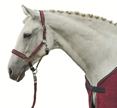 Produktbild von Halfter -Stars-, weich unterlegt, Farbe:dunkelbraun, Groesse:Warmblut