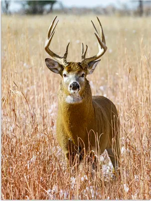 Produktbild von MuchoWow® Poster Hirsche - Gras - Herbst - Tiere - Natur - Geweih 120x160 cm - Wandbilder