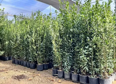 Produktbild von Laurierstrauch 160 cm - Echte Laurus Nobilis - Winterhart - 10 Liter Topf