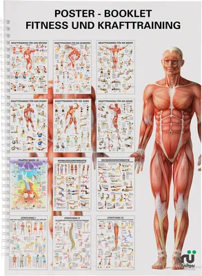 Produktbild von Mini-Poster Booklet "Fitness", 12 Poster, Krafttraining, Wirbelsäulengymnastik