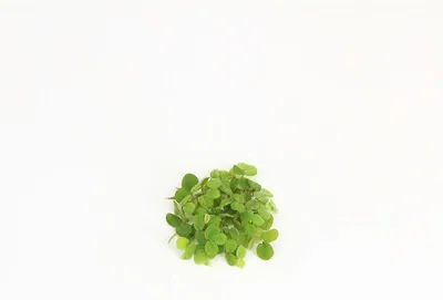 Productafbeelding van Moerings Salvinia Minima | Op Schaal 200cc