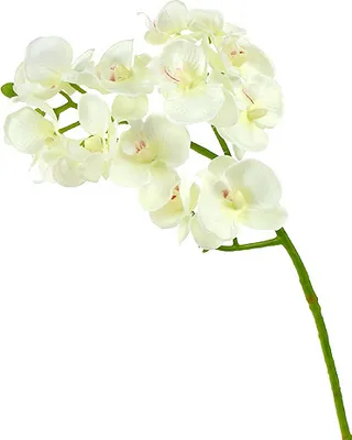 Produktbild von Künstliche Orchidee Creme-Weiß 57cm - Dekoration Seidenblumen Blumendeko 6er Set, 6 Stück
