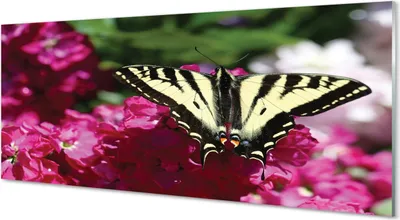 Produktbild von Glasbilder 125x50 Wandkunst Blumen Schmetterling