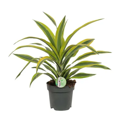 Produktbild von Dracaena Fragrans Zitrone-Limette Ø17Cm - ↕40Cm
