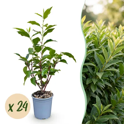 Produktbild von Prunus lusitanica Angustifolia - Portugiesischer Lorbeer - Heckenpflanzen - Immergrün - Grün - 24 Pflanzen - Topf Ø 9 cm - Höhe 25-35 cm