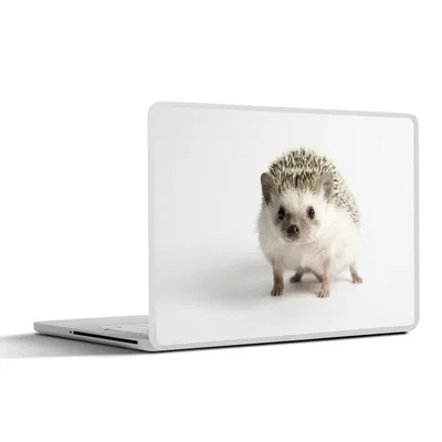 Produktbild von MuchoWow® Laptop Aufkleber Sticker Cover Kleiner Igel für weißen Hintergrund 36.5x27.5 cm - Laptop-Sticker