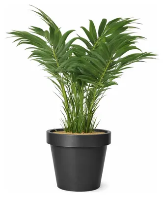 Produktbild von Mega Collections Pflanzentopf/Blumentopf - Kunststoff - schwarz - D35 cm